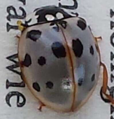 Image of Fifteen-spotted Lady Beetle