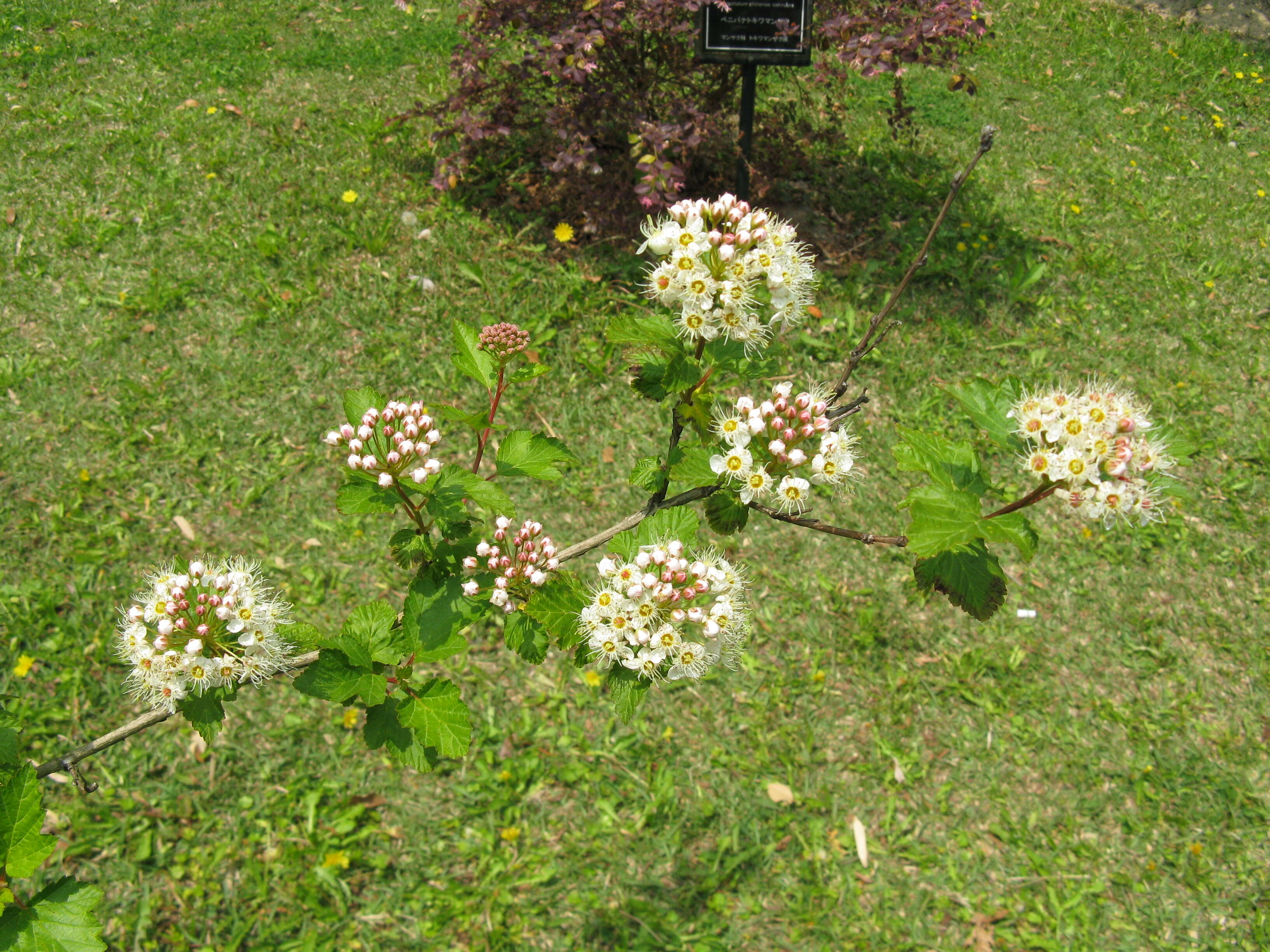 Plancia ëd Physocarpus monogynus (Torr.) Kuntze