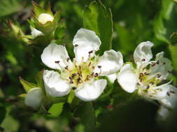 Image de Crataegus cuneata Sieb. & Zucc.