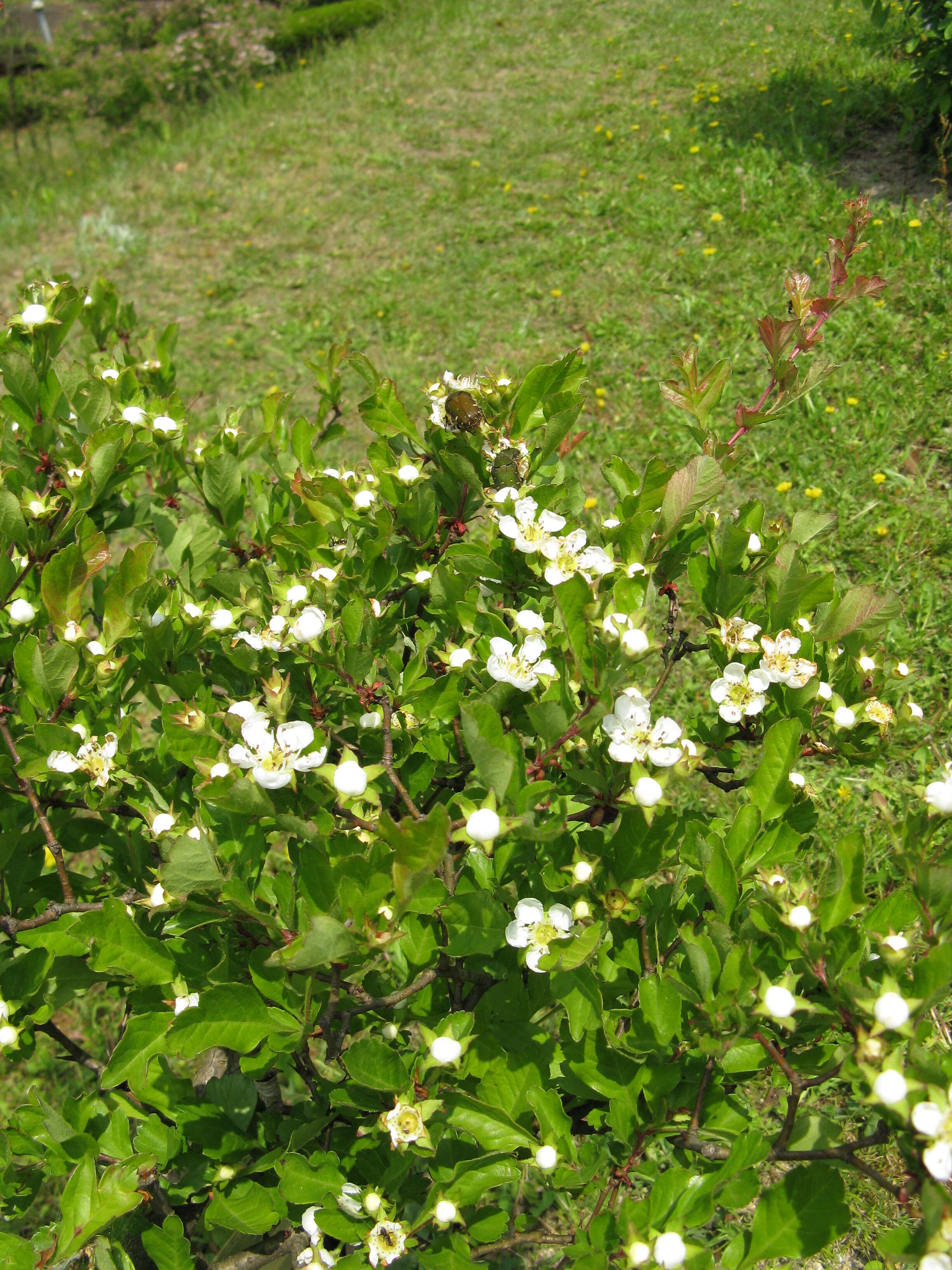 Image de Crataegus cuneata Sieb. & Zucc.