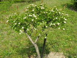 Image de Crataegus cuneata Sieb. & Zucc.