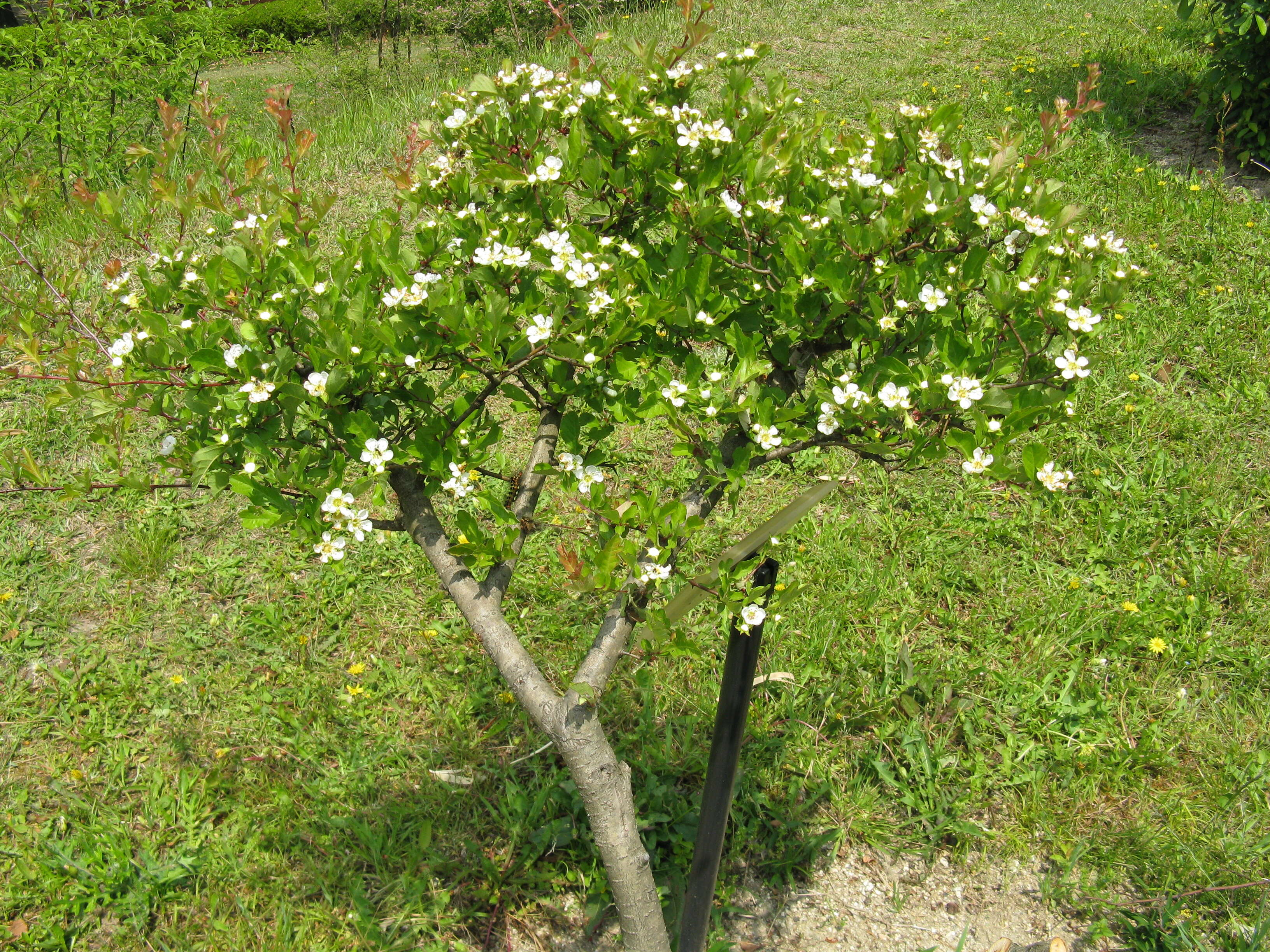 Image de Crataegus cuneata Sieb. & Zucc.