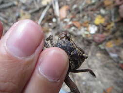 Image of humic marsh crab