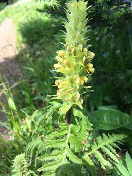 Imagem de Pedicularis bracteosa var. latifolia (Pennell) Cronq.