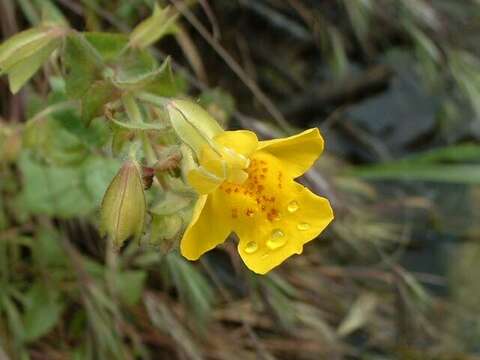 Image of Erythranthe guttata (DC.) G. L. Nesom