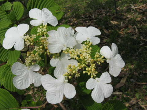 Image of Japanese snowball