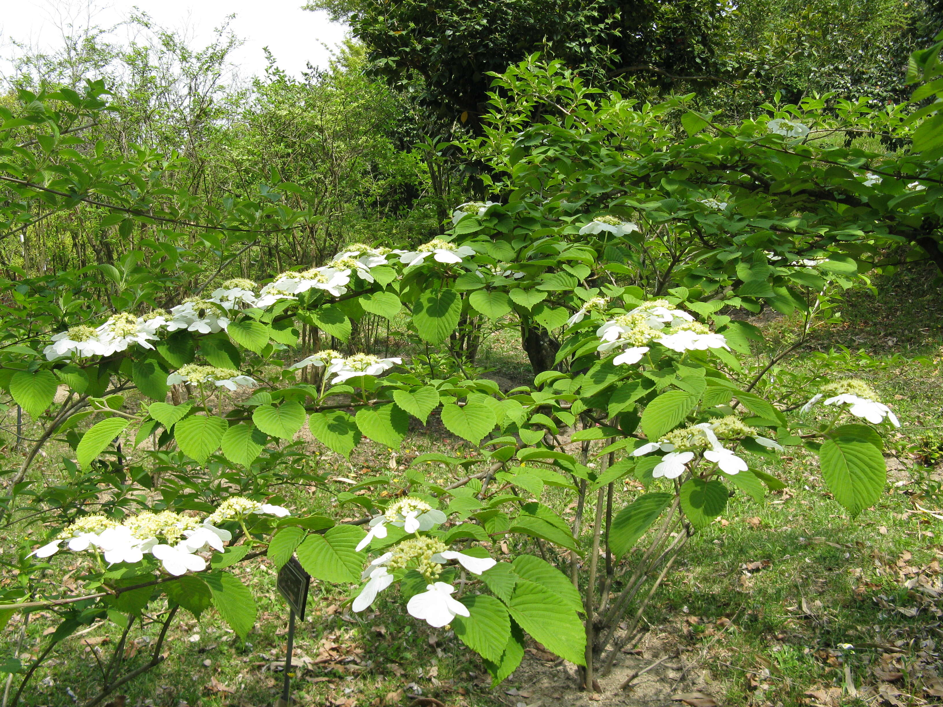 Image of Japanese snowball