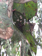 Image of Red gum lerp psyllid