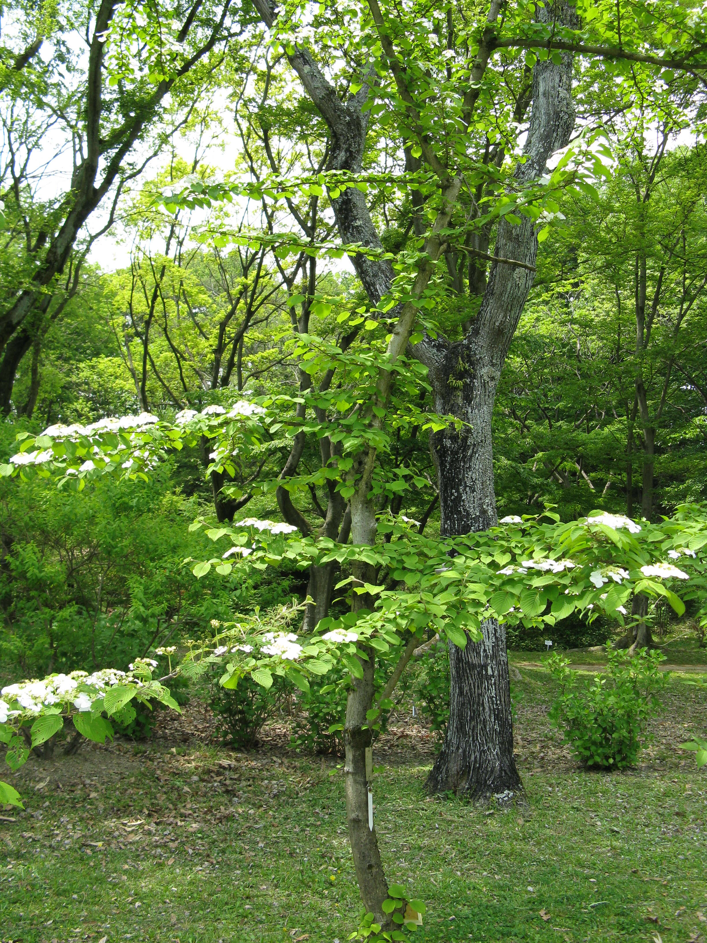 Image of Japanese snowball