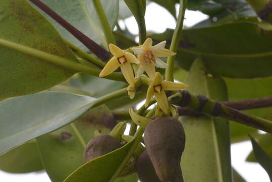 Image of Mangrove