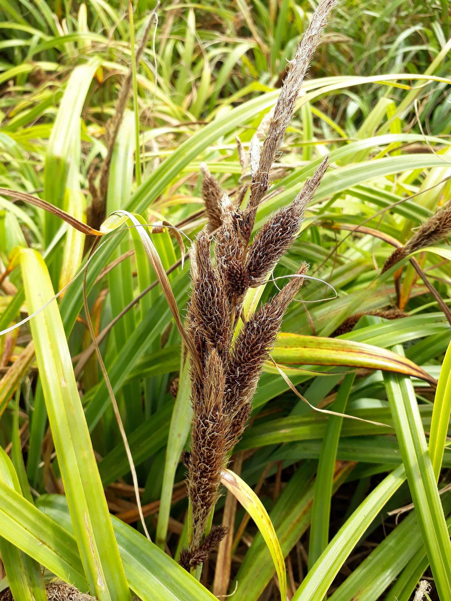 Imagem de Puccinia chathamica McKenzie 2008