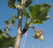 Imagem de Ribes uva-crispa L.