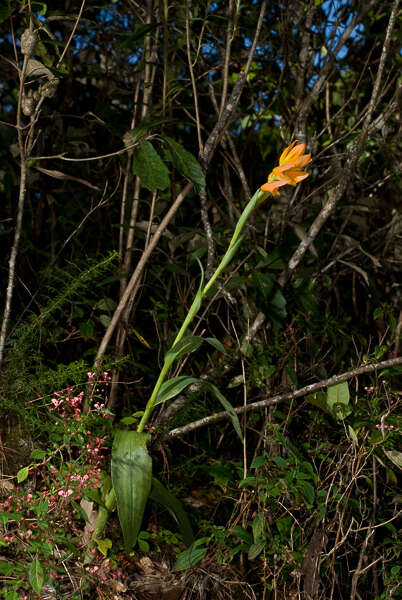 Plancia ëd Dichromanthus aurantiacus (Lex.) Salazar & Soto Arenas