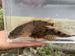 Cottus aleuticus Gilbert 1896 resmi