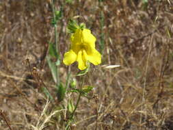 Plancia ëd Mimulus