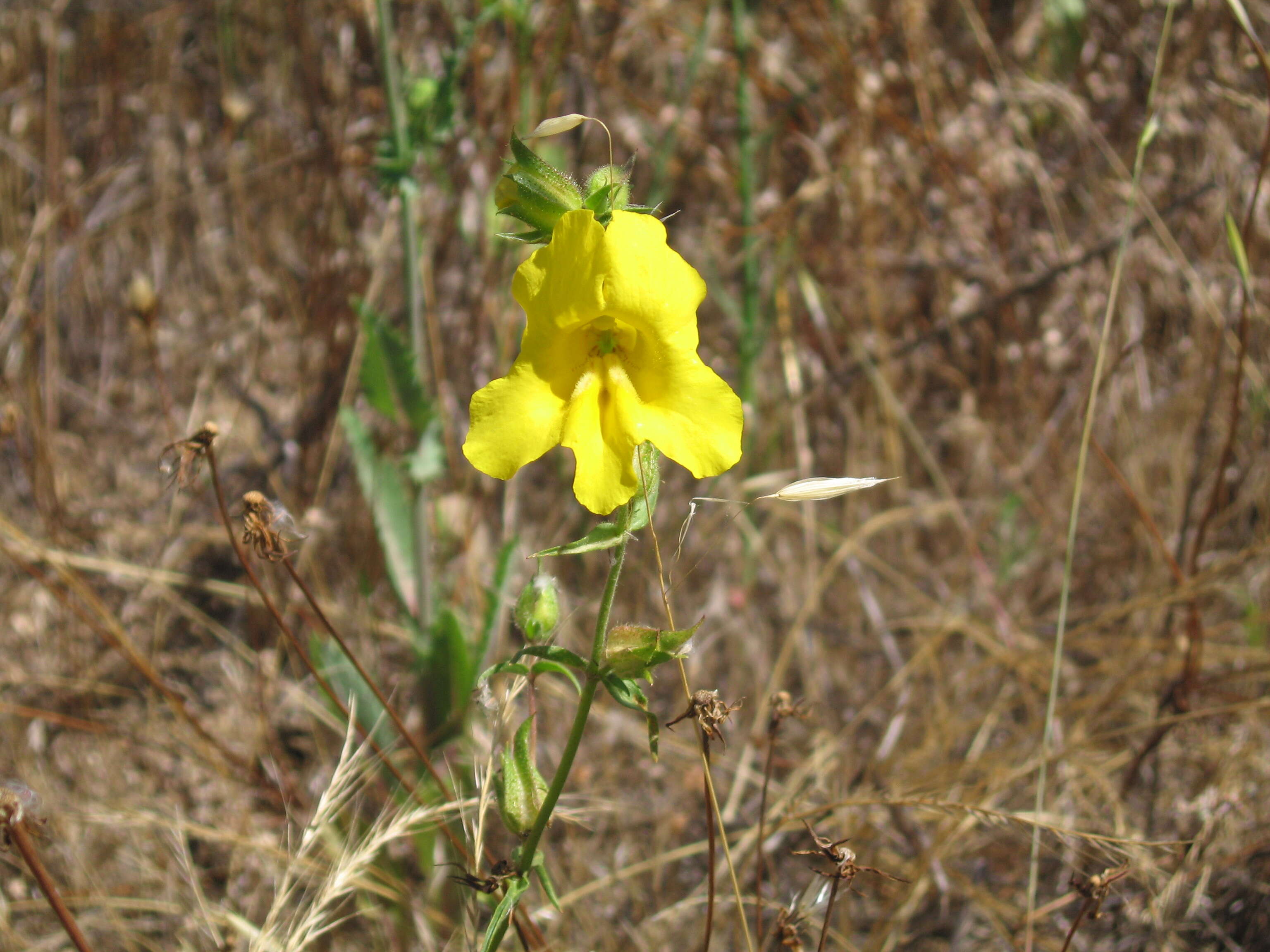 Plancia ëd Mimulus