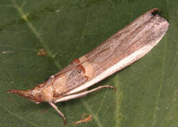 Image of Moth