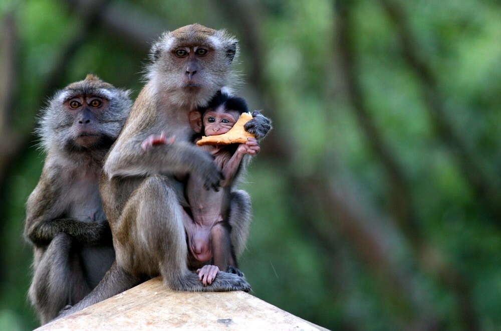 Image of Long-tailed Macaque