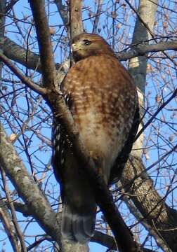 Image of Red-shouldered Hawk