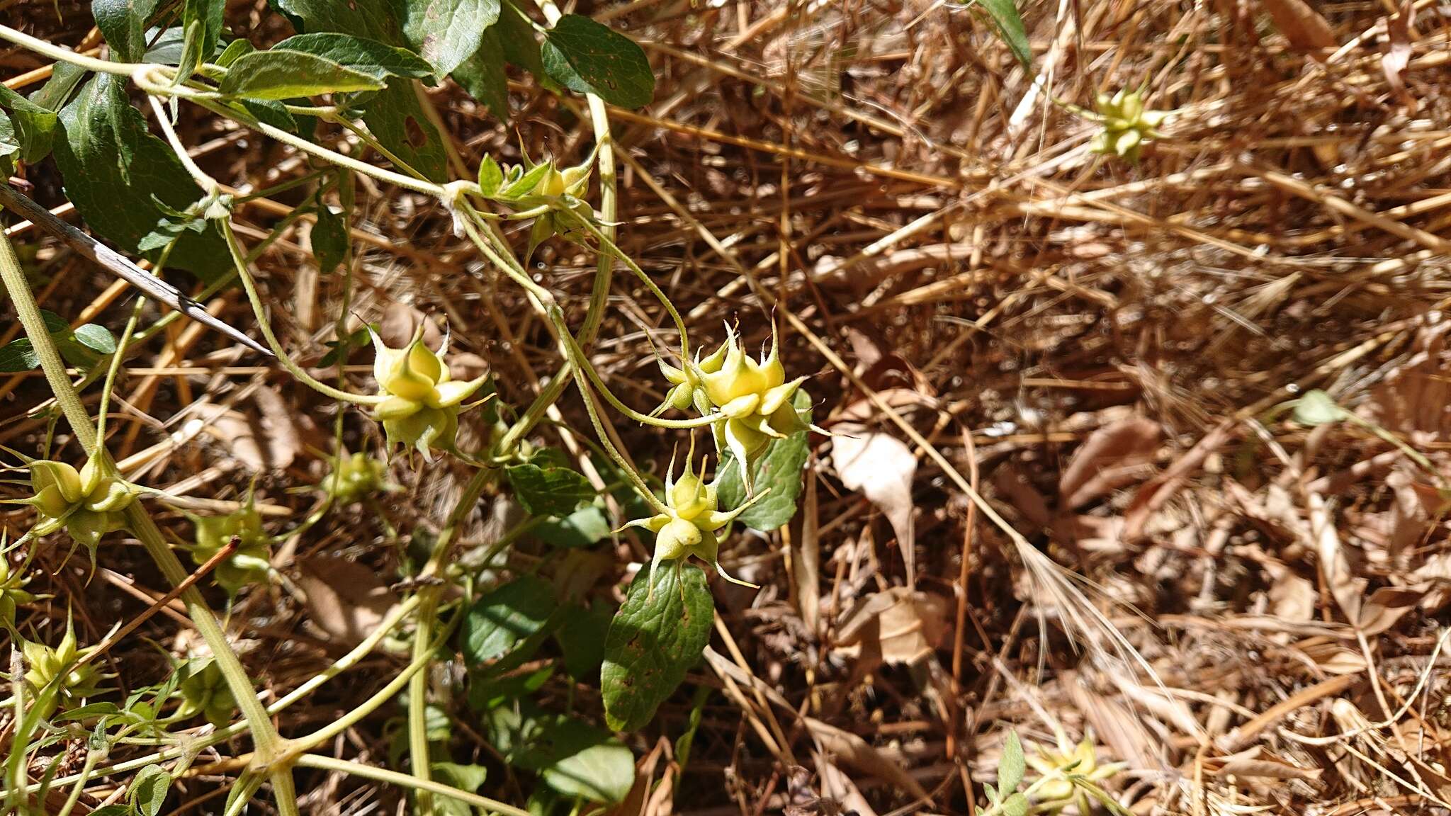 Image of bellflower clematis