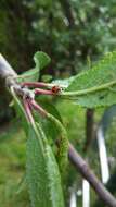 Image of twospotted lady beetle