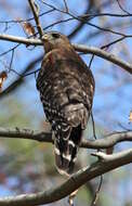 Image of Red-shouldered Hawk