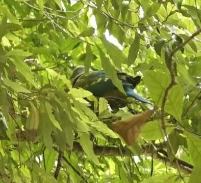 Image of Wompoo Fruit Dove