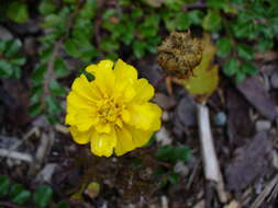 Image of French marigold