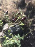 Image of Black-Flower Figwort