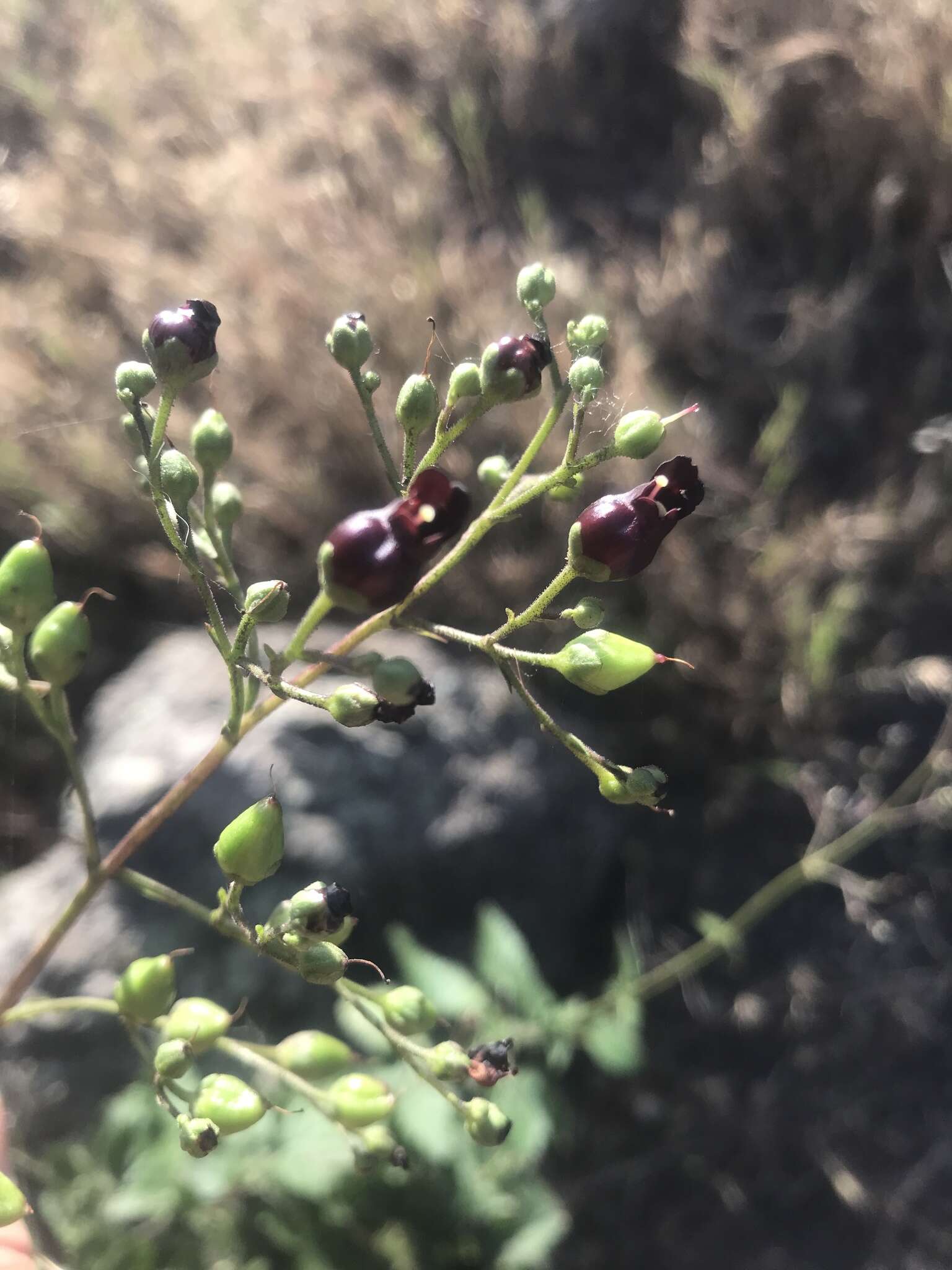 Imagem de Scrophularia atrata Pennell