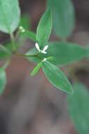 Image of Euphorbia ariensis Kunth