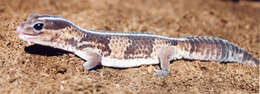 Image of Fat-tail Gecko