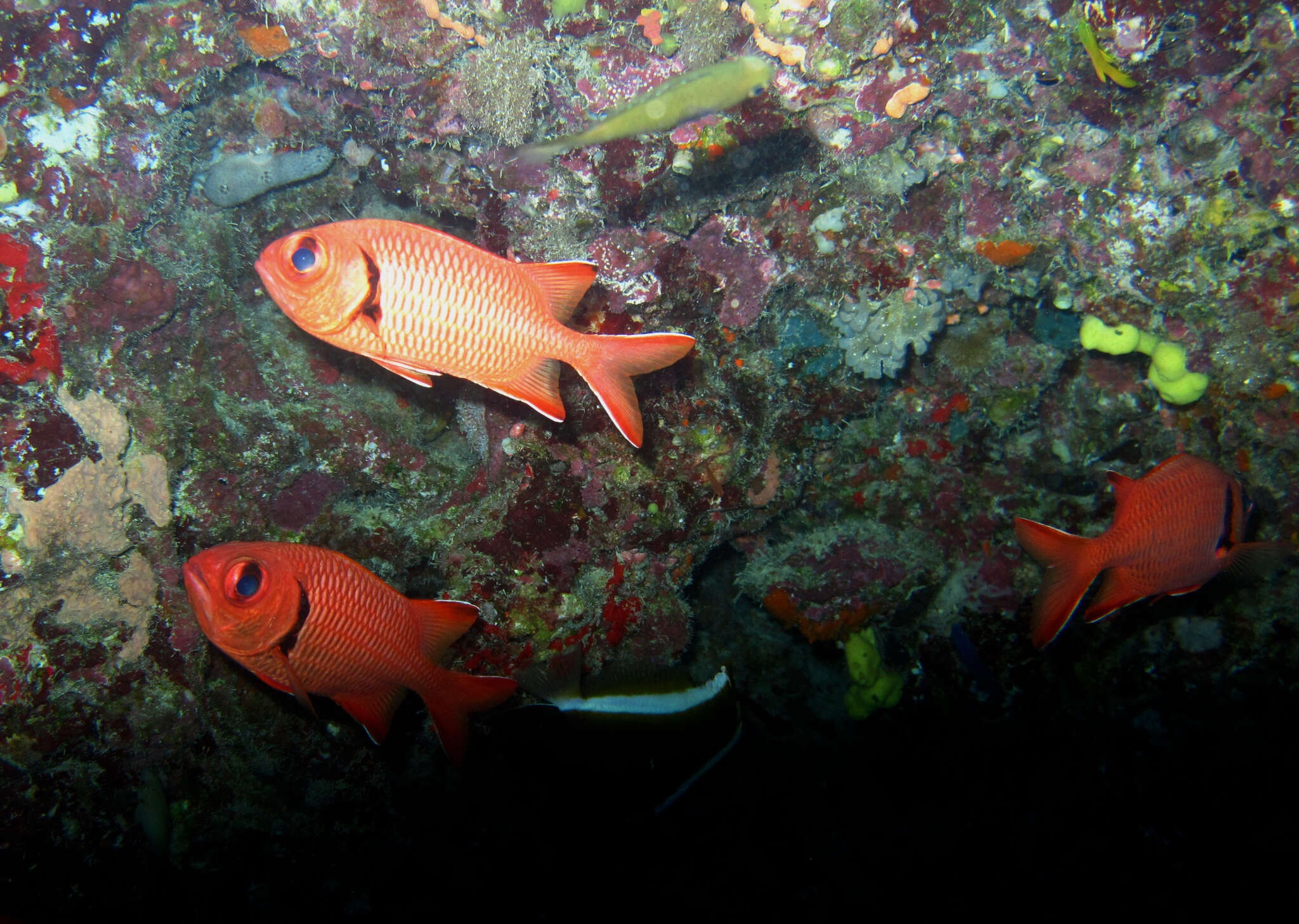 Image of Bigscale Soldierfish