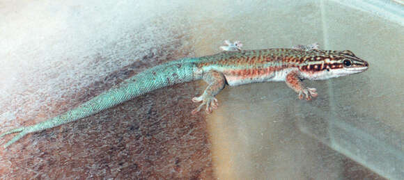 Plancia ëd Phelsuma barbouri Loveridge 1942