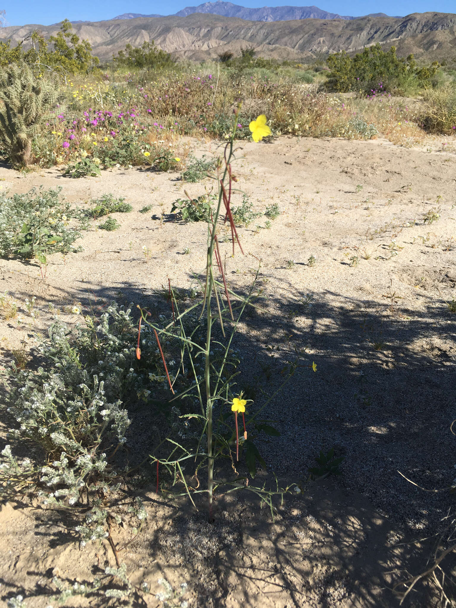 Image of California suncup