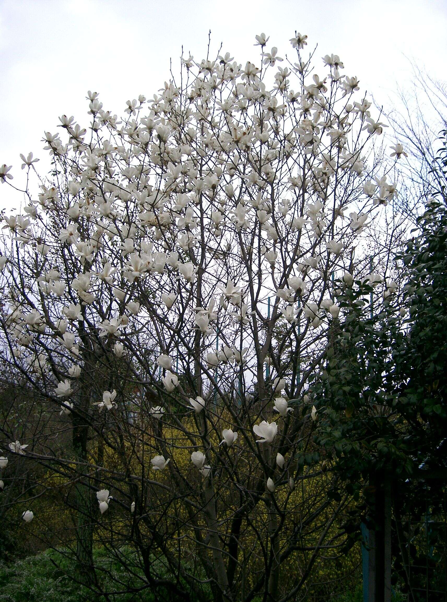 Image of Lily Tree