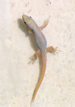 صورة Phelsuma dubia (Boettger 1881)