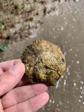 Image of Argentine flat oyster