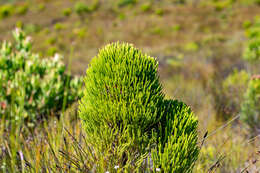 Image of Berzelia alopecuroides (Thunb.) Sond.