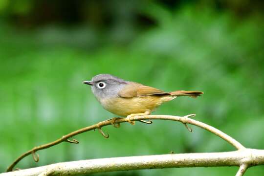 Image of Grey-cheeked Fulvetta