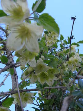 Imagem de Clematis cirrhosa L.