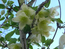 Imagem de Clematis cirrhosa L.