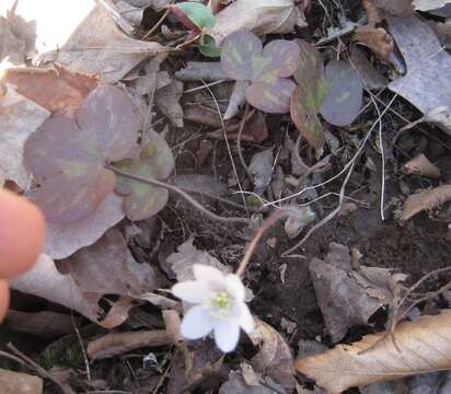 Image of roundlobe hepatica