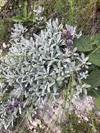 Image of Hoary Salvia