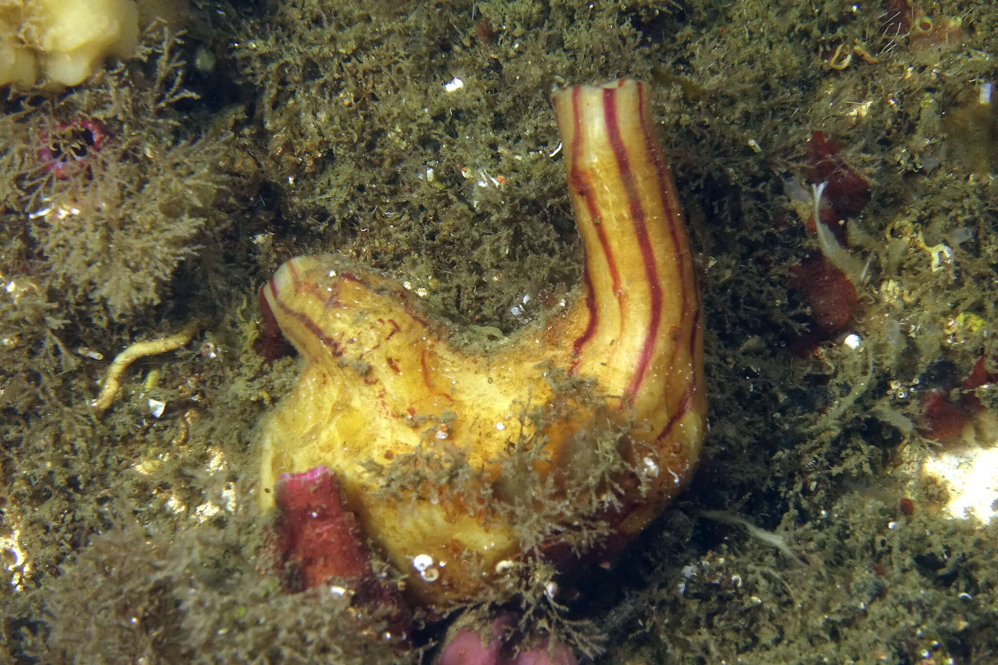 Image of grooved sea squirt