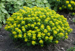 Image of cushion spurge