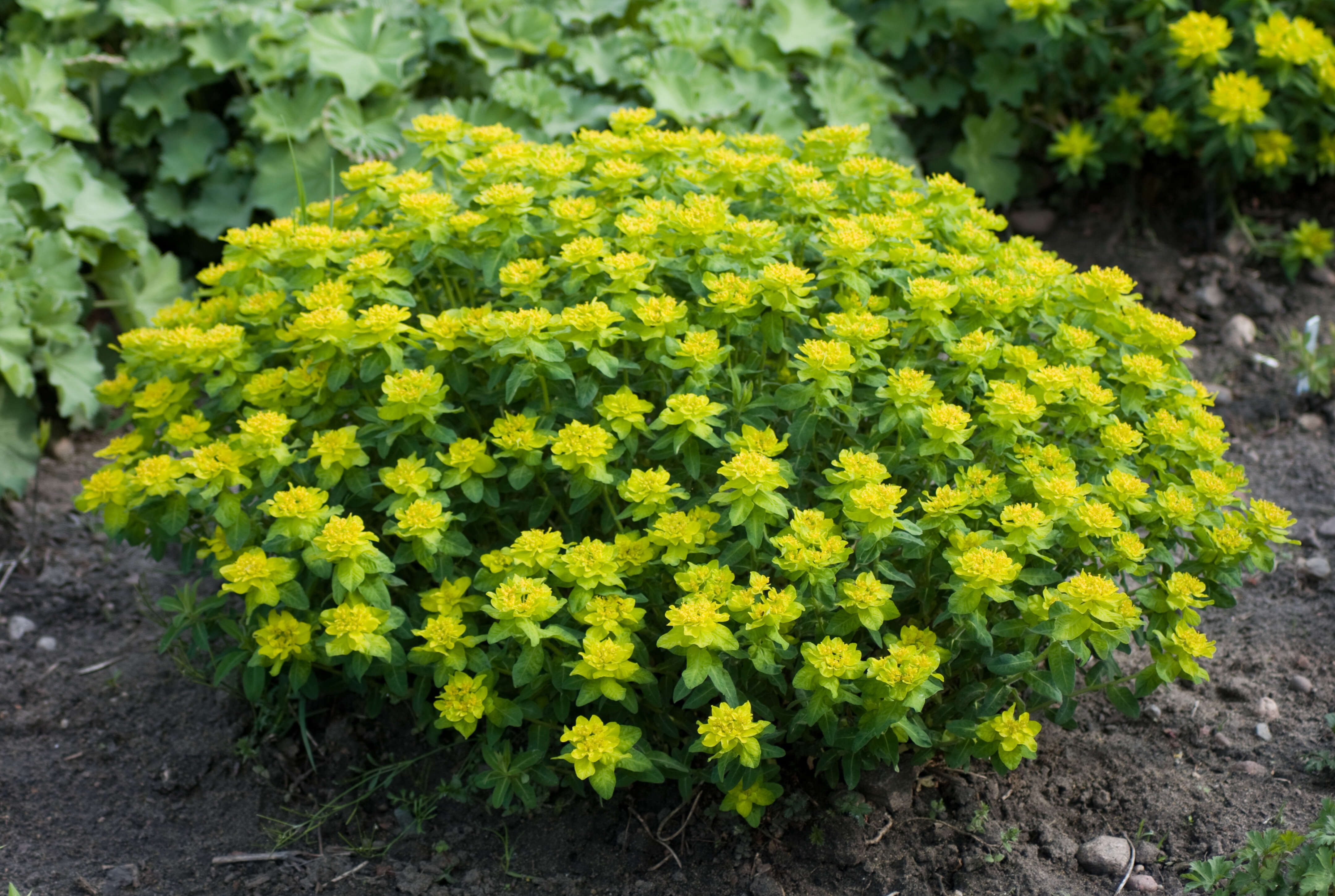 Image of cushion spurge