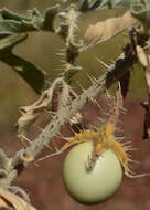 Image of Solanum chippendalei D. E. Symon