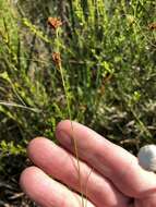 صورة Rhynchospora filifolia A. Gray