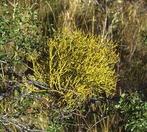 Image of Antarctic Beech